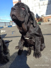 Photo №4. I will sell neapolitan mastiff in the city of Kamensk-Uralsky. breeder - price - 555$