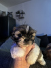 Photo №1. shih tzu - for sale in the city of Гамбург | 317$ | Announcement № 123442