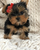 Photo №2 to announcement № 97394 for the sale of yorkshire terrier - buy in Poland private announcement