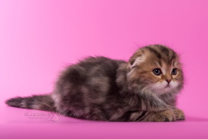 Additional photos: Scottish fold kittens - marble girl