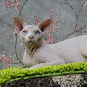 Photo №2 to announcement № 5916 for the sale of sphynx-katze - buy in Russian Federation from nursery, breeder