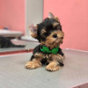 Photo №3. little yorkshire Terriers for sale. Germany