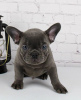 Photo №1. french bulldog - for sale in the city of Linköping | 317$ | Announcement № 53720