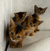 Additional photos: Abyssinian kittens