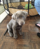 Photo №4. I will sell labrador retriever in the city of New York. from nursery - price - 500$