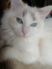 Photo №1. ragdoll - for sale in the city of Москва | 1041$ | Announcement № 43355