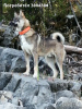 Additional photos: Laika puppies West Siberian.