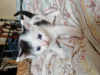 Photo №2 to announcement № 104268 for the sale of domestic cat - buy in Australia 