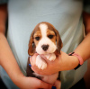 Additional photos: Beautiful beagle puppies looking for