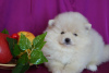 Photo №3. Pomeranian female. Russian Federation