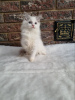 Photo №1. ragdoll - for sale in the city of Сквира | 375$ | Announcement № 31710