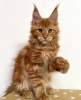 Photo №2 to announcement № 104564 for the sale of maine coon - buy in Germany breeder