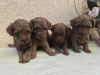 Photo №4. I will sell poodle (toy) in the city of Zrenjanin. breeder - price - Is free