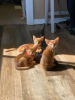 Photo №2 to announcement № 123657 for the sale of abyssinian cat - buy in Germany private announcement