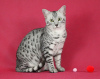Additional photos: The cattery offers Egyptian Mau kittens for sale.