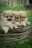 Photo №3. Pomeranian Spitz, puppies. Mini bears. Belarus