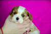 Photo №1. cavalier king charles spaniel - for sale in the city of Zhytomyr | 1268$ | Announcement № 58528