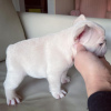 Photo №2 to announcement № 114666 for the sale of french bulldog - buy in Poland 