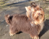 Photo №4. I will sell yorkshire terrier in the city of Gomel. breeder - price - 509$