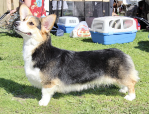 Photo №2 to announcement № 6152 for the sale of welsh corgi - buy in Russian Federation from nursery