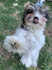 Photo №3. Alfi-Biewer Yorkshire Terrier with pedigree. Greece