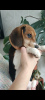 Photo №4. I will sell beagle in the city of Minsk. from nursery - price - 302$