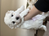 Additional photos: Maltese puppies 3 boys