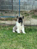 Additional photos: American Akita puppies