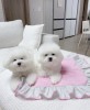 Photo №1. bichon frise - for sale in the city of Santa Cruz de la Sierra | negotiated | Announcement № 115652