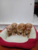 Additional photos: Maltipoo puppies