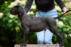 Photo №1. cane corso - for sale in the city of Riga | negotiated | Announcement № 64553