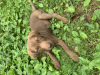 Photo №4. I will sell labrador retriever in the city of Tbilisi. private announcement - price - Is free