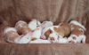 Additional photos: Podenco Ibicenco puppies.