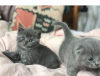 Photo №2 to announcement № 98387 for the sale of scottish fold - buy in France 