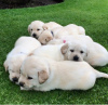 Photo №2 to announcement № 36958 for the sale of labrador retriever - buy in United States breeder