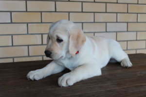 Photo №3. Puppy labrador retriever available for sale. Russian Federation