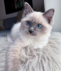 Photo №2 to announcement № 15455 for the sale of ragdoll - buy in United States private announcement