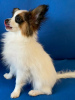 Additional photos: papillon puppies