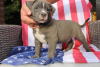 Photo №1. american bully - for sale in the city of Poznan | negotiated | Announcement № 57964