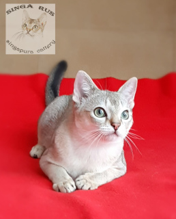 Photo №2 to announcement № 5191 for the sale of singapura cat - buy in Russian Federation breeder