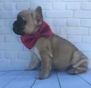 Photo №2 to announcement № 3385 for the sale of french bulldog - buy in Russian Federation breeder