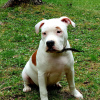 Photo №4. I will sell american staffordshire terrier in the city of Москва. from nursery, breeder - price - negotiated