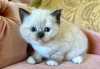 Photo №2 to announcement № 103754 for the sale of ragdoll - buy in Germany private announcement