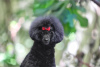 Photo №4. I will sell poodle (toy) in the city of Belgrade.  - price - negotiated