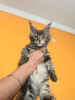 Photo №2 to announcement № 39241 for the sale of maine coon - buy in Turkey breeder