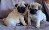Photo №1. pug - for sale in the city of Роттердам | Is free | Announcement № 93082