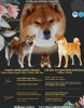 Photo №1. shiba inu - for sale in the city of Zrenjanin | 634$ | Announcement № 91652