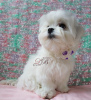 Photo №2 to announcement № 17560 for the sale of maltese dog - buy in Ukraine from nursery