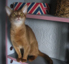 Photo №2 to announcement № 50891 for the sale of abyssinian cat - buy in Belarus from nursery