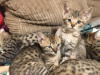 Photo №1. savannah cat - for sale in the city of Portland | 300$ | Announcement № 112157